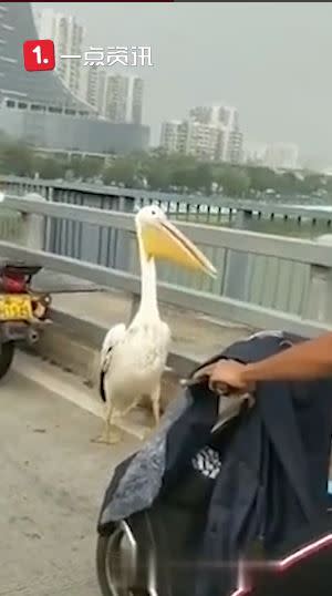 鵜鶘現身車道，引發民眾圍觀。（圖／翻攝自沸點視頻）