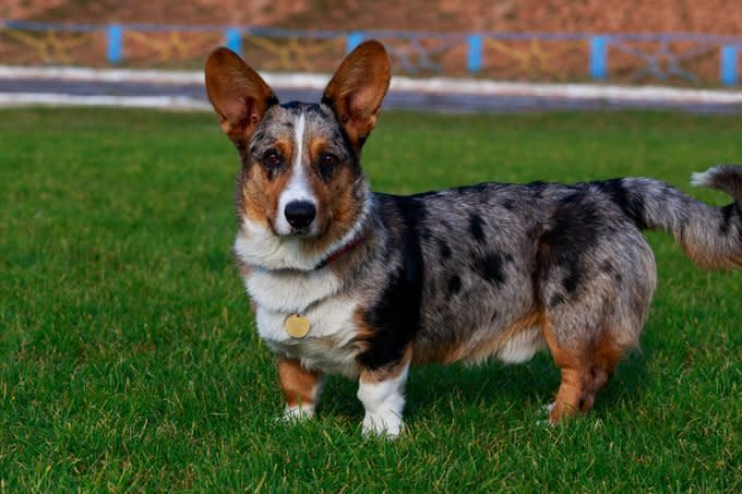 Welsh Corgi Cardigan