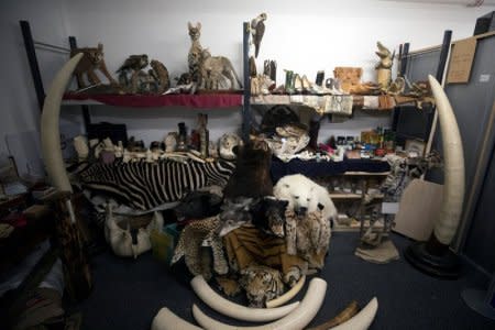 Goods which have been seized by UK Border Force officers at Heathrow Airport including taxidermy of endangered species, ivory carvings and herbal medicines sit on display at Custom House near Heathrow in London, Britain November 22, 2017.  REUTERS/Simon Dawson