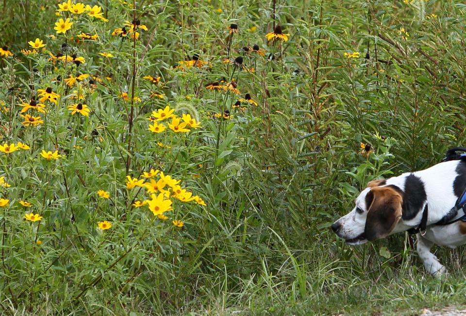 A beagle enjoys all of the smells along the Celebration Trail as it hikes with its owner at the Valley View Area of Cascade Valley Metro Park along the Cuyahoga River in Akron.