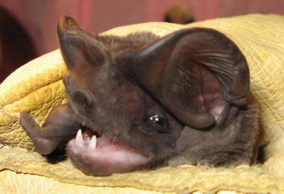 Florida’s endangered bonneted bats live in pine rockland, a disappearing forest that once covered much of South Florida’s high ground but has now dwindled to about 2 percent of its historic range. It is one of 13 species of bat that calls Florida home.