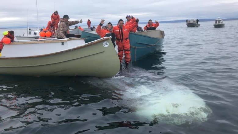 Bowhead whale not fully harvested, no community feast planned for Iqaluit