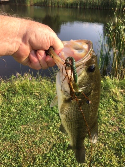 A largemouth bass fell for the old plastic worm.