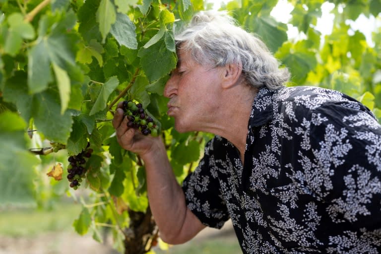 John Ashworth at his Junction vineyard (Marty MELVILLE)