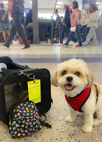 <p>Courtesy Karolina Chwistek and Laura Green</p> Augie preparing to fly to Texas to reunite with his canine sister