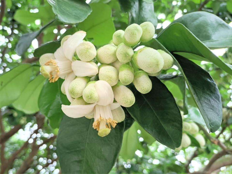 《圖說》八里柚花開，柚花在所有柑橘類中最為碩大，開花時具有濃郁花香。〈八里公所提供〉