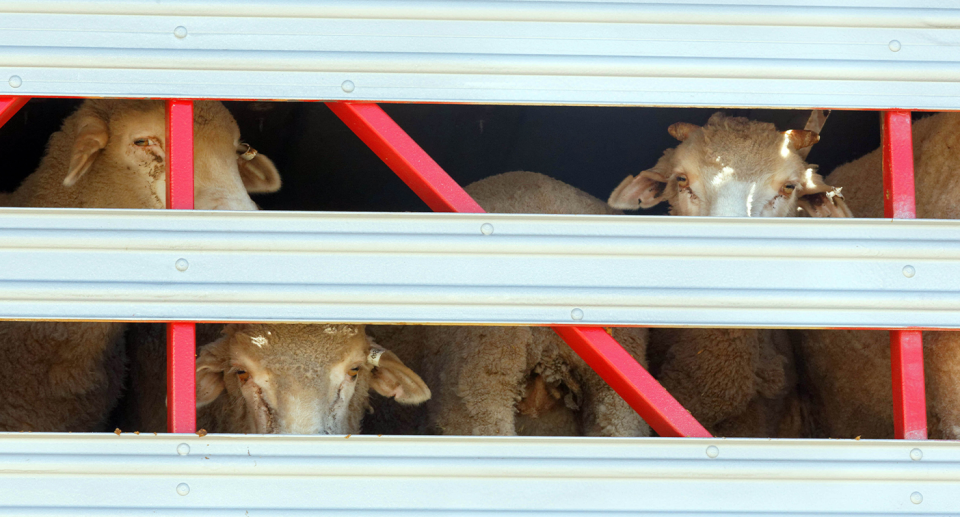 Sheep ready for live export.