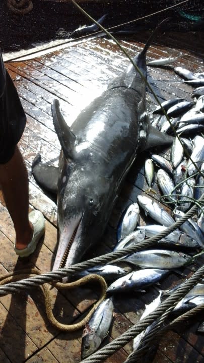 an individual from a porpoise species laying dead on a ship deck