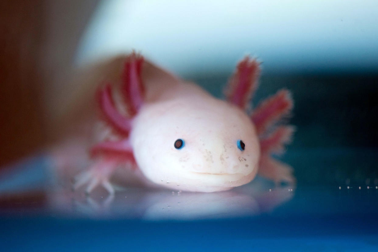 Mexican axolotl Arno Burgi/picture alliance via Getty Images