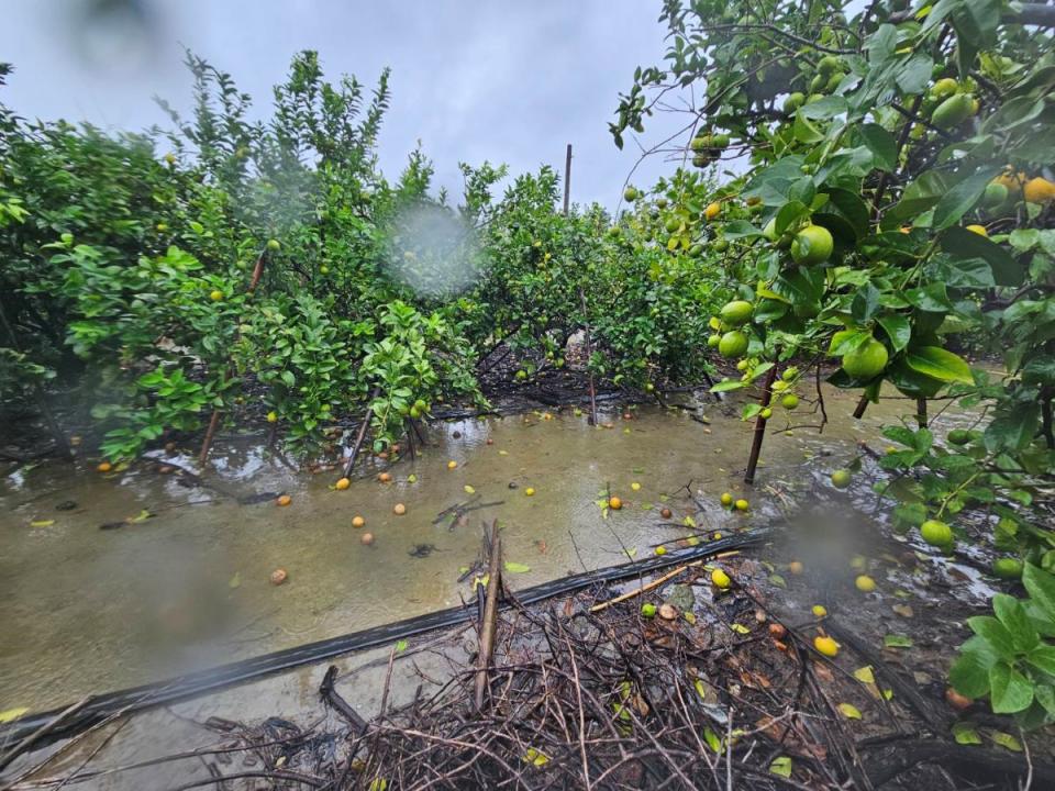 風雨過後，檸檬落果滿地。（圖：屏東縣政府提供）