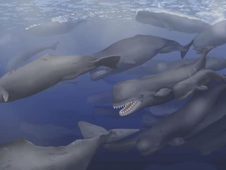 A pod of Albicetus, meaning "white whale," travel together through the Miocene Pacific Ocean, surfacing occasionally to breathe in this artist's rendering released to Reuters on December 8, 2015. REUTERS/A. Boersma for the Smithsonian/Handout via Reuters