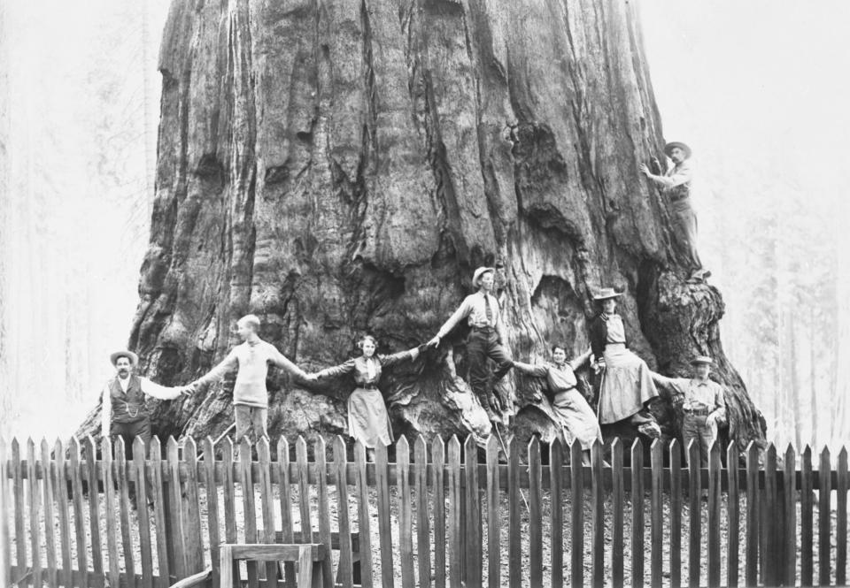 Visitantes juntas sus manos alrededor del General Sherman en 1905. Cortesía del U.S. National Park Service/Handout via REUTERS