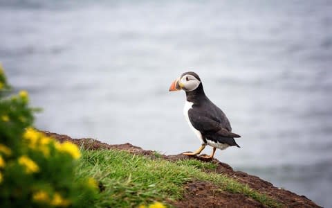 Seabirds have suffered on the Shiants because of rats  - Credit: Jane Rix / Alamy Stock Photo