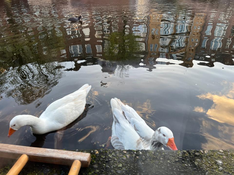 swans in amsterdam