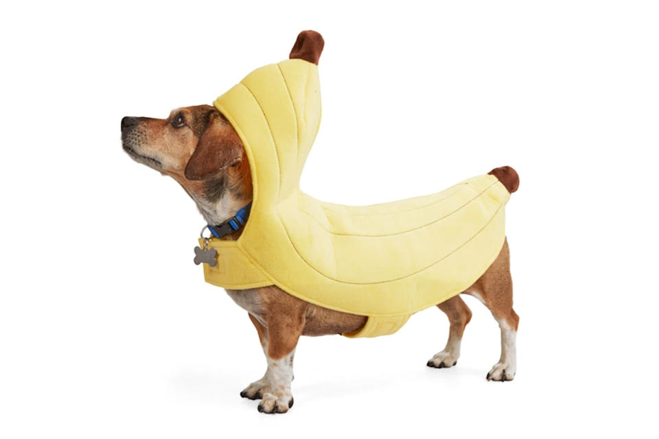 <p>It makes sense; the top dogs should dress as top bananas.</p> <p><strong>Buy it!</strong> Banana Split Pet Costume, $27.99; <a href="https://www.anrdoezrs.net/links/8029122/type/dlg/sid/PEO25HalloweenCostumesforDogsthatWillHaveTrickorTreatersHowlingwithJoykbender1271PetGal12909733202109I/https://www.petco.com/shop/en/petcostore/product/bootique-banana-split-pet-costume-medium-3344685" rel="sponsored noopener" target="_blank" data-ylk="slk:Petco.com;elm:context_link;itc:0;sec:content-canvas" class="link ">Petco.com</a></p>  