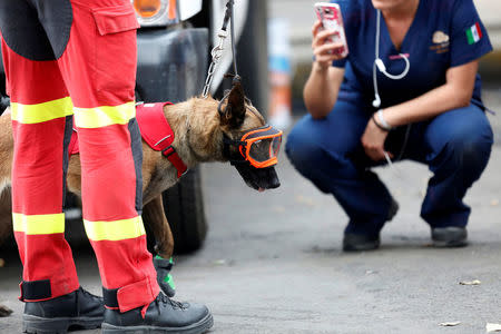 Spanish rescue dog named Tipi gets ready to search for survivors in a collapsed building after an earthquake, at Roma neighborhood in Mexico City, Mexico September 23, 2017. REUTERS/Carlos Jasso