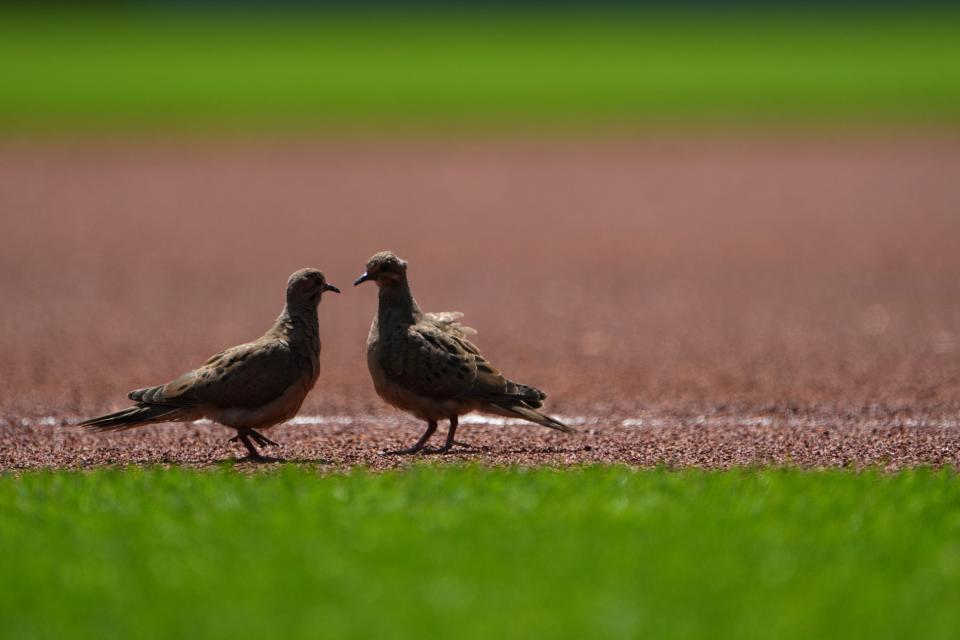 Two pigeons rest on the infield first before a baseball game between the St. Louis Cardinals and the Cincinnati Reds, Thursday, May 25, 2023, at Great American Ball Park in Cincinnati.