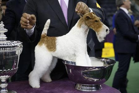 Sky, a Wire Fox Terrier breed, stands in trophy after winning the Best In Show at the 138th Westminster Kennel Club Dog Show at Madison Square Garden in New York, February 11, 2014. REUTERS/Shannon Stapleton