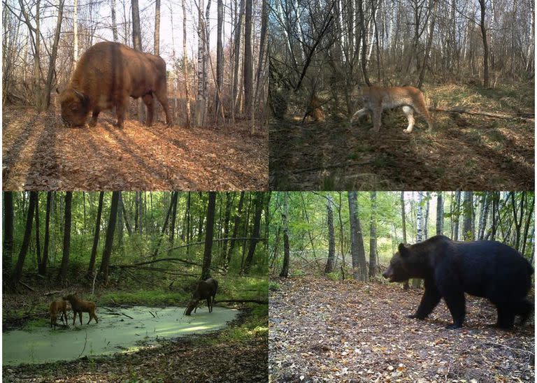 Bisonte europeo, lince boreal, alces y oso pardo dentro de la zona de exclusión de Chernobyl