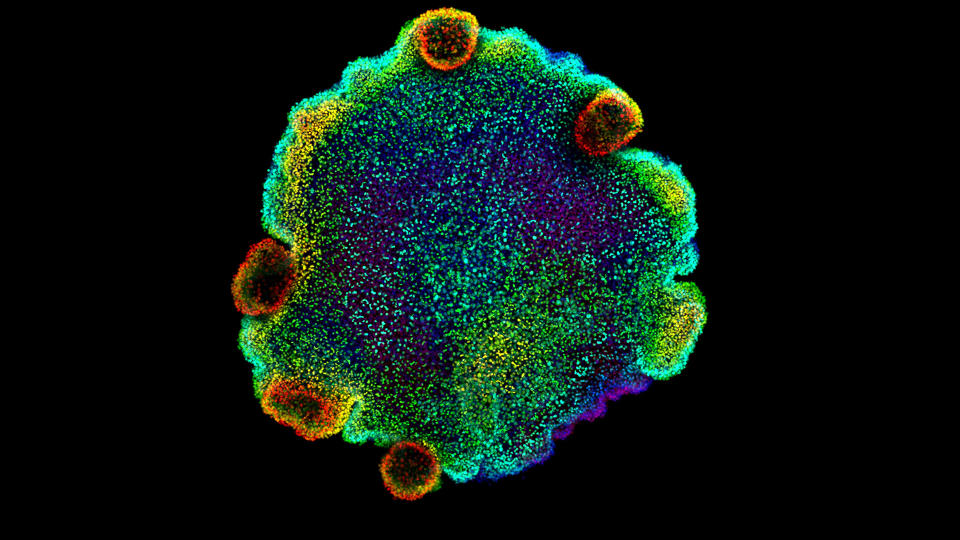 Confocal microscopy image of nuclei, coloured by depth, of Trichoplax sp. H2, one of the four species of placozoan for which the authors of the study created a cell atlas for.