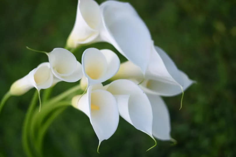 Close up of a bouquet of callas against a backyard greenery