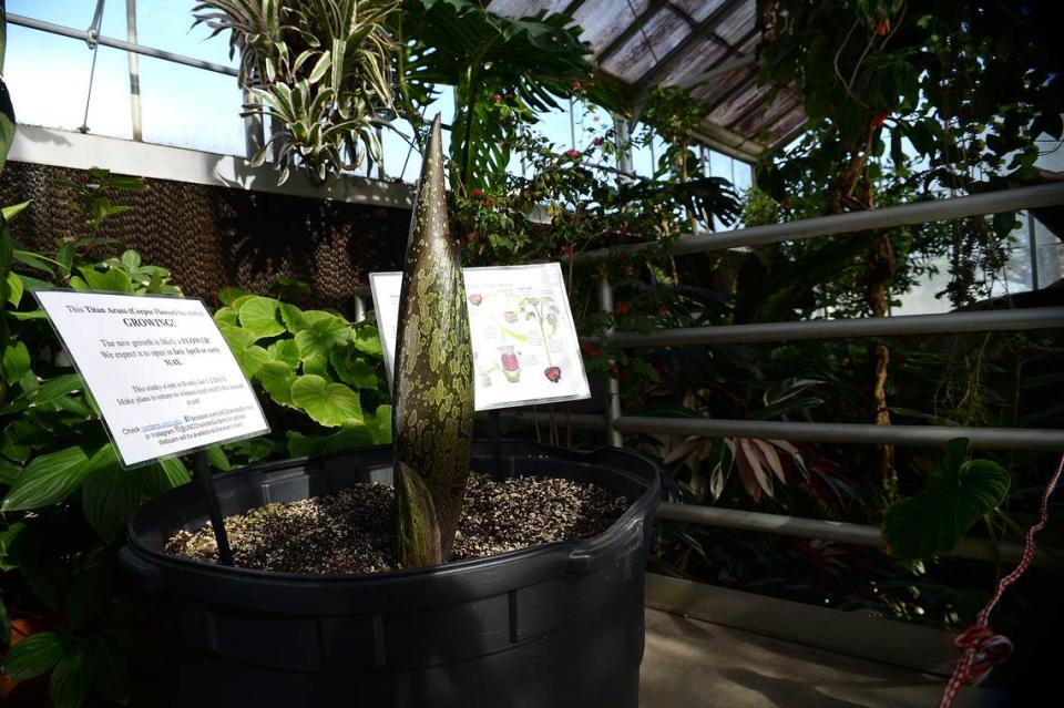 UNC Charlotte’s Botanical Gardens McMillan Greenhouse has a Titan Arum, also knows as the corpse flower because it smells like rooting flesh when it is mature. The flower is expected to be about 5-6 feet tall and fully mature in late April or early May. It was photographed on Tuesday, April 17, 2018.