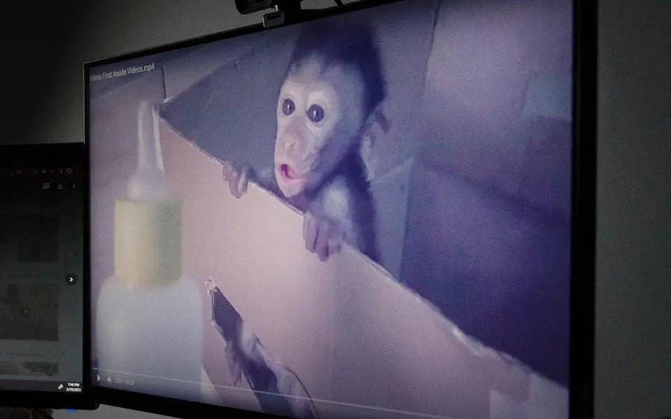 A monkey torture screengrab from YouTube