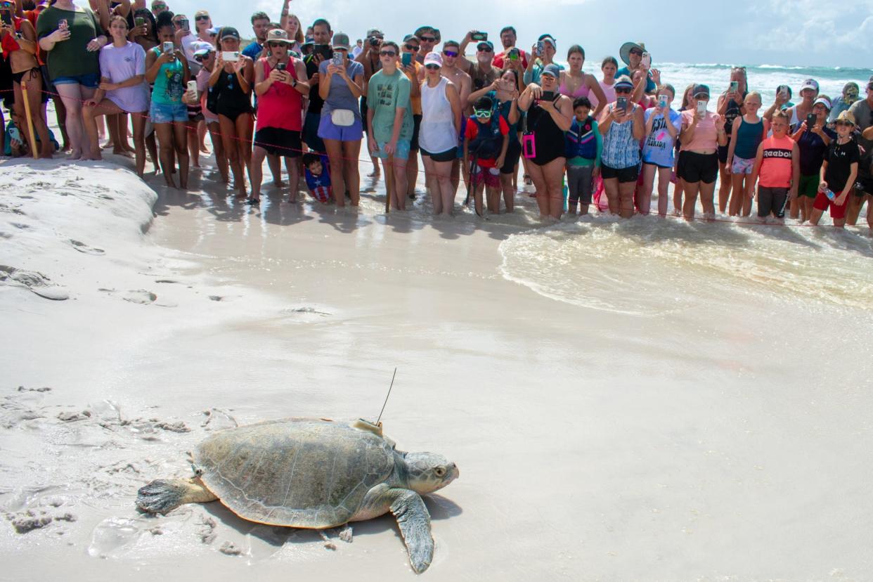 Landon, an adult male Kemp's ridley sea turtle, makes his way home Tuesday at the Topsail Hill State Preserve.