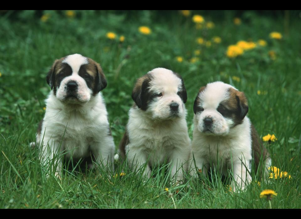 We all remember Nana from "Peter Pan" -- the adorable Saint Bernard who watches over Wendy & Co. while the parents are out, presumably boozing. But even outside of Disney movies, Saint Bernards possess many of the qualities you want in any companion. A protector above all, the Saint Bernard is very patient, and won't mind if it takes you an hour to pick out an outfit to walk him in. He is also extremely obedient and will quickly understand the meaning of "no" and "heel" -- if only men could learn that fast. 