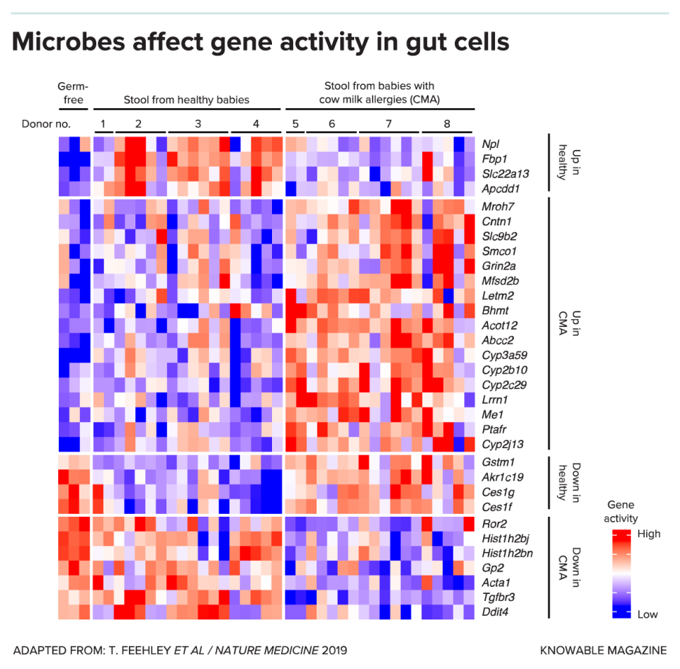 A grid of differently colored squares indicates the activity level of a set of genes in mouse gut cells exposed to fecal samples from allergic and healthy babies. The names of genes are listed in a column to the right.
