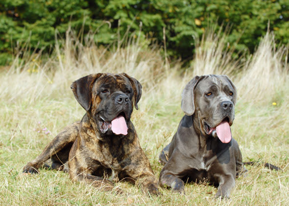 Top 151 Cane Corso Names  The Dog People by