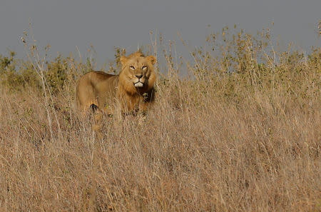 FILE PHOTO: A lion stands in the grassland during the setting up of a radio collar on the neck of a lioness at the Nairobi National Park near Kenya's capital Nairobi, January 23, 2017. REUTERS/Thomas Mukoya