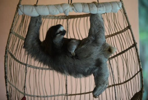 En un espeso bosque tropical atravesado por un río de aguas cristalinas, los tiernos pero poco conocidos perezosos tienen un santuario en el Caribe de Costa Rica, uno de los pocos centros de investigación del mundo especializados en este misterioso animal. (AFP | rodrigo arangua)