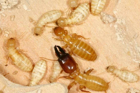 Termite Genome Reveals Secrets Of Insect Sex And Society