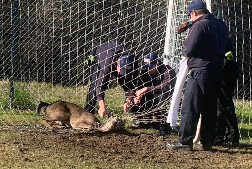 Deer stuck in net