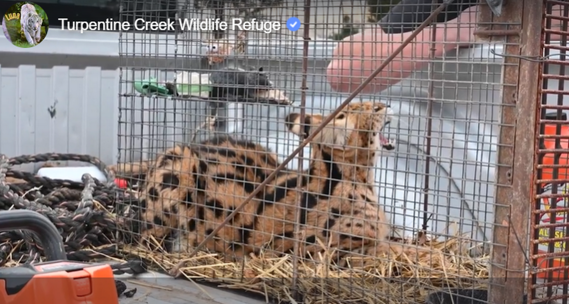 A farmer caught the serval using a trap and handed the animal over to the refuge.