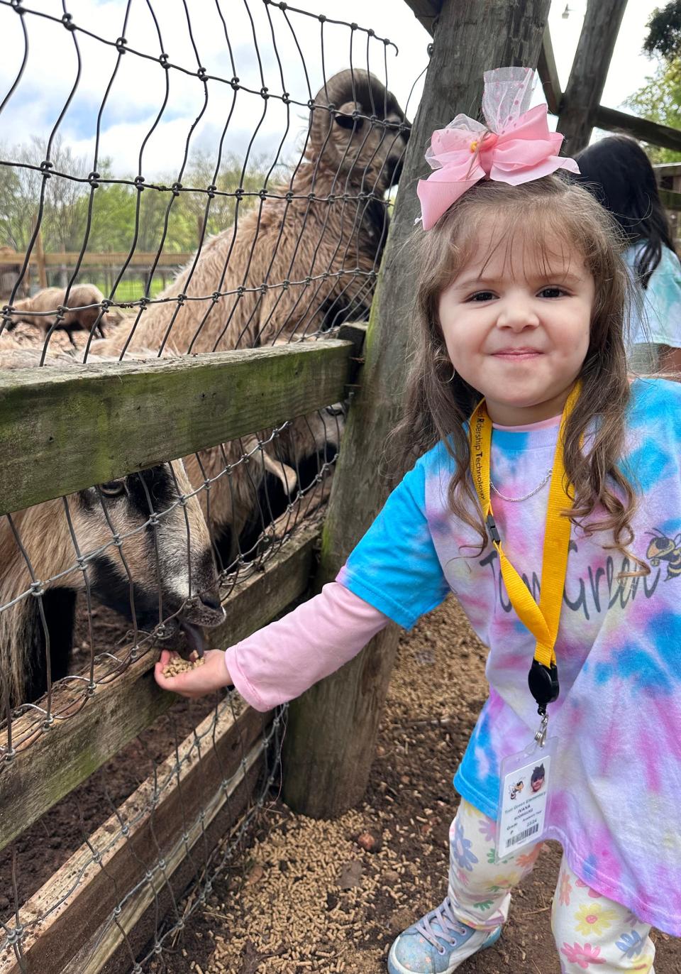 Ivana Rodríguez alimenta a una oveja de Barbados durante una excursión al Capital de Texas Zoo en el Condado de Bastrop el 22 de marzo. Más tarde ese día, Ivana fue una de los 44 niños y 12 adultos en un autobús escolar involucrados en un accidente con un camión de bomba de concreto.