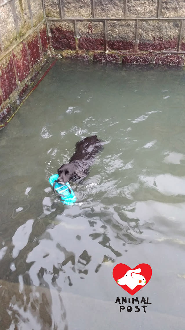The dog's owner had already submerged her dog in sea water.