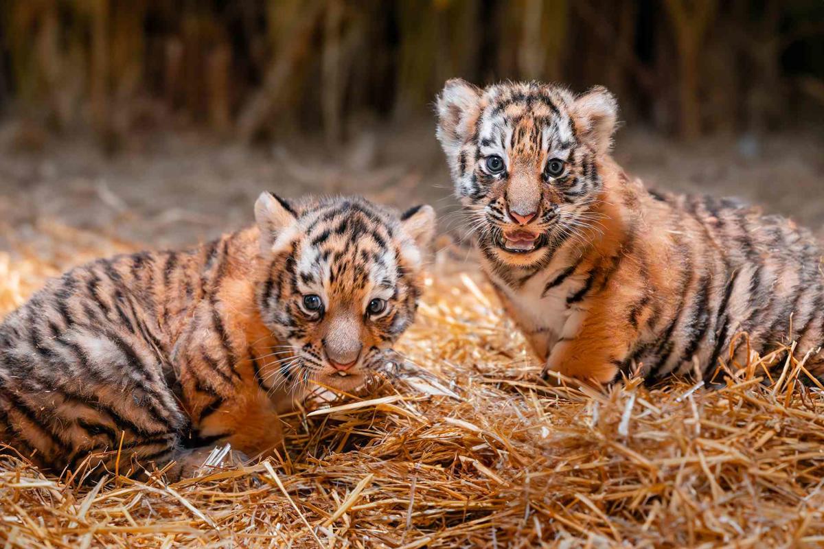 Malayan tiger cubs celebrate first birthday at zoo