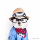 <p>Dieses Hundekind aus Vancouver ist einfach der süßeste Hipster, den wir je gesehen haben. </p>