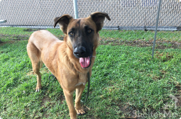 Zuzu was reportedly taken in by the shelter after she broke free from her family's home. Her family later said that they&nbsp;want a new dog instead. (Photo: sheltermecom)