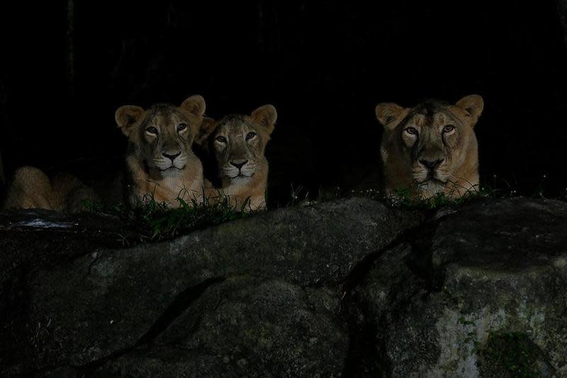 新加坡夜間動物園內的獅子，日前驚傳確診消息。（翻攝Singapore Night Safari IG）