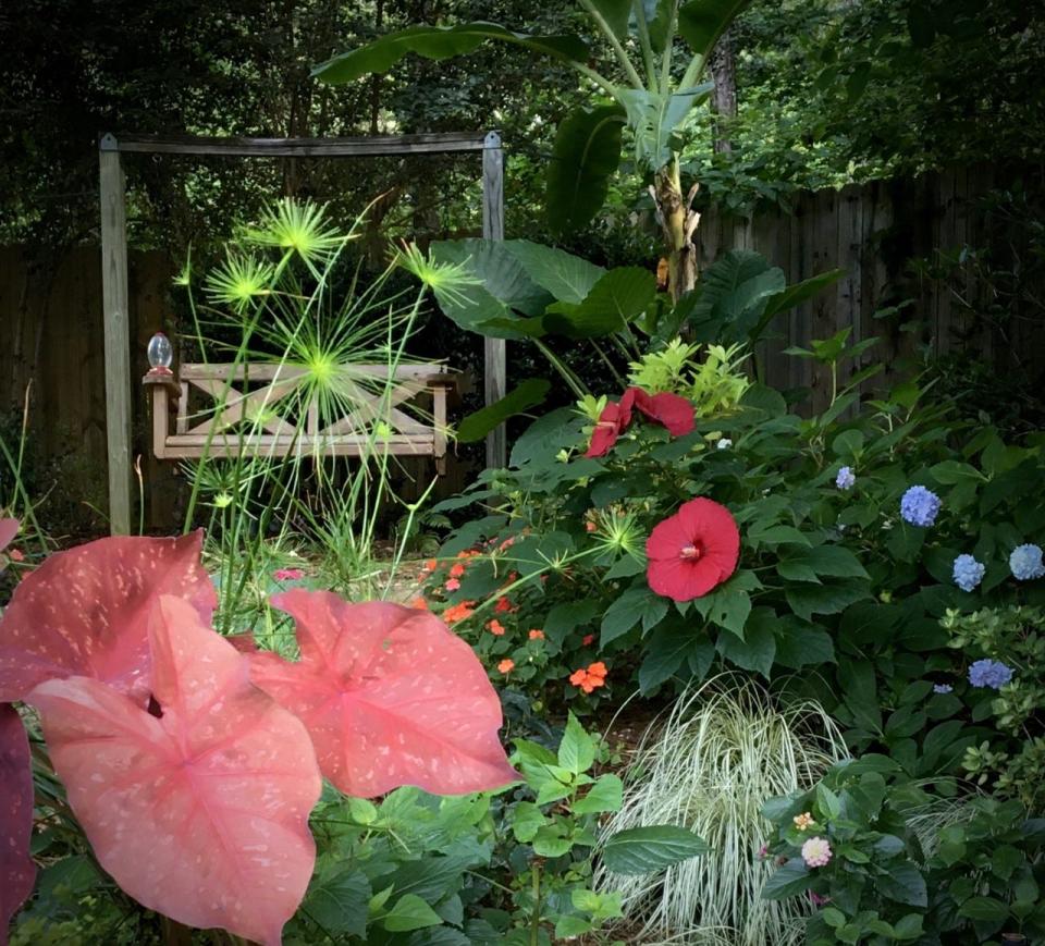 This lush tropical setting features bananas, elephant ears, hydrangeas, and Heart to Heart Burning Heart caladiums with Summerfic Holy Grail hibiscus.