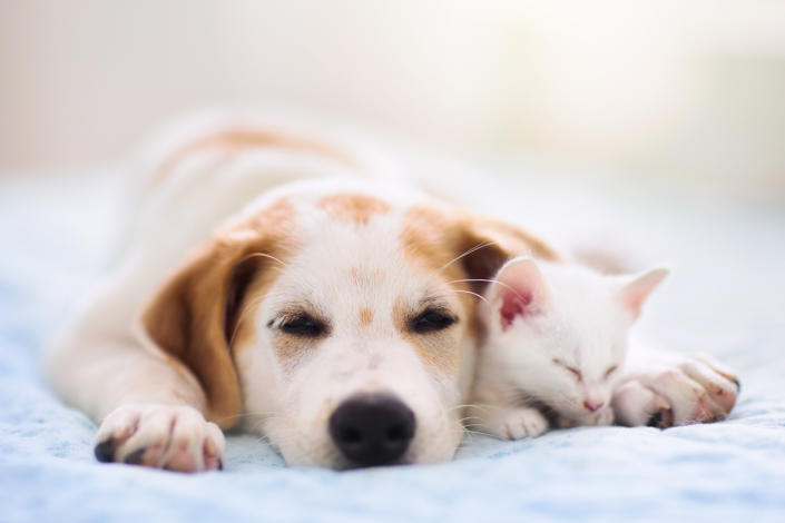 We’re not the only ones trying to beat the heat this summer. Give your dog or cat relief with this cooling bed. (Source: iStock)