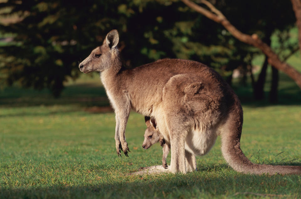 kangaroo with a baby in her pouch