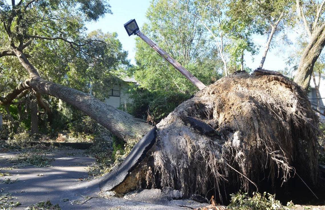 This tree at Treetop Villas on Cordillo Parkway on Hilton Head Island took a lamp post with it when it toppled during Hurricane Matthew on Oct. 8.