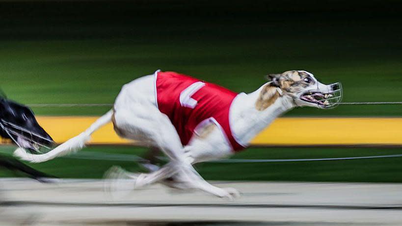 A greyhound mid-race