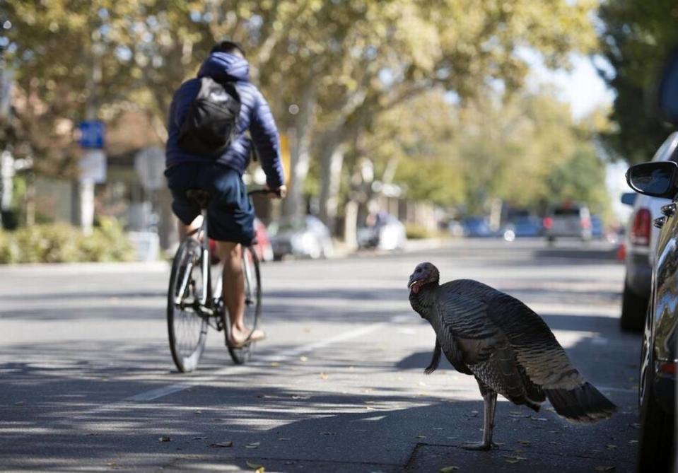 A wild turkey hangs out near to a parked vehicle near 3rd and C streets on Wednesday, October 26, 2016 in Davis, Calif. Come spring, male turkeys fight for dominance within their flock.