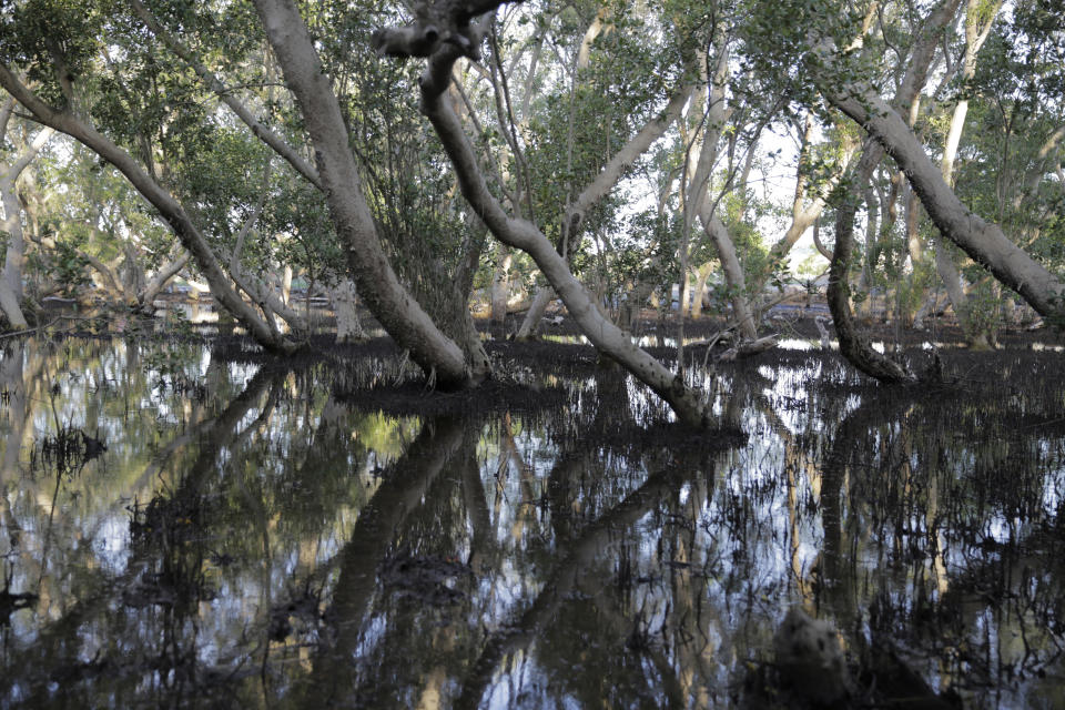 Mangrove trees are reflected in the water at Vanga, Kwale County, Kenya on Monday, June 13, 2022. Several mangrove forests across Africa have been destroyed due to coastal development, logging or fish farming, making coastal communities more vulnerable to flooding and rising sea levels. (AP Photo/Brian Inganga)