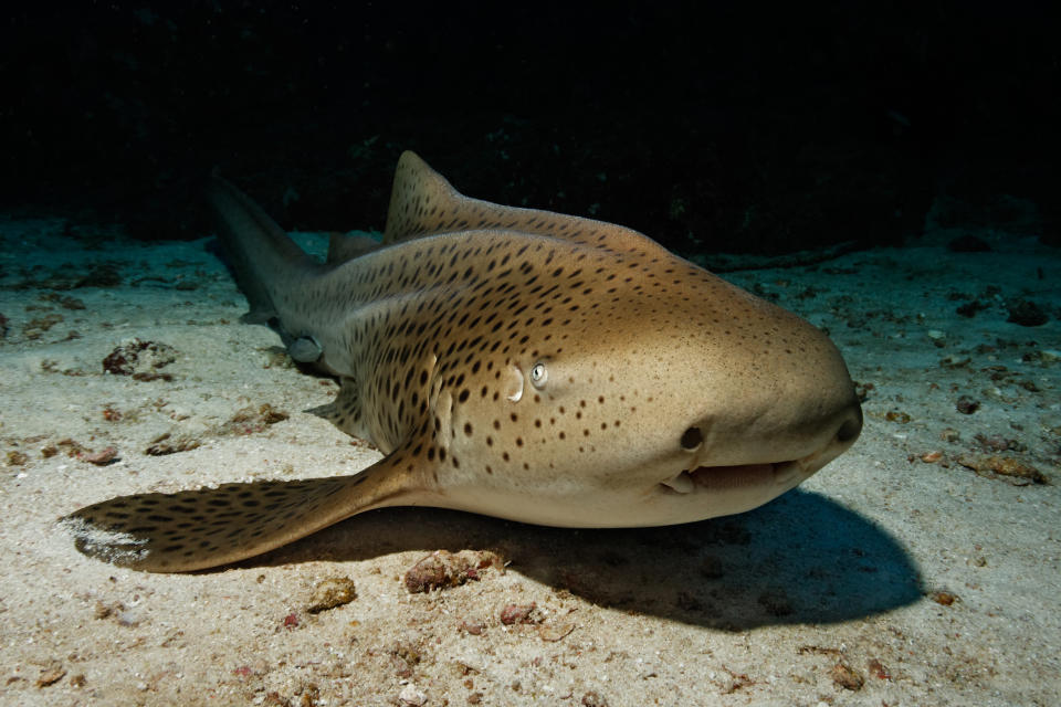 A zebra shark lies on the sandy ocean floor, facing the camera, with its distinctive spots and saddle-like stripes clearly visible